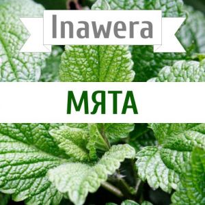 Inawera Мята